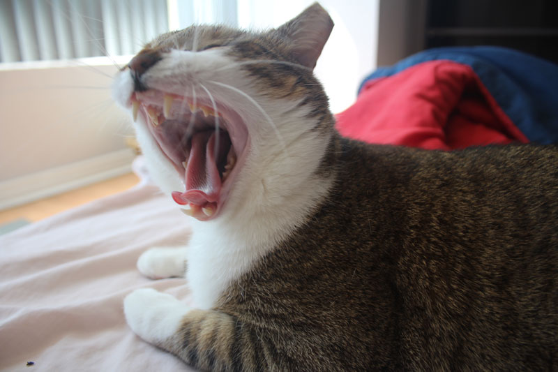 beau-yawning-wide-mouth-face-cat-kitten-pets-overload1