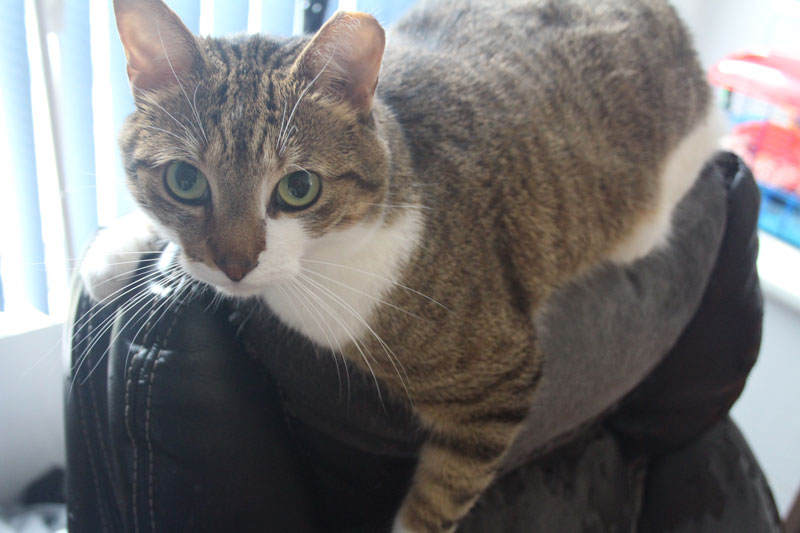 beau-lying-chair-office-pet-cat-overload-kitten