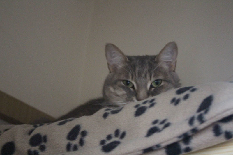 Hey Kitty! Why you Hiding in a Closet?