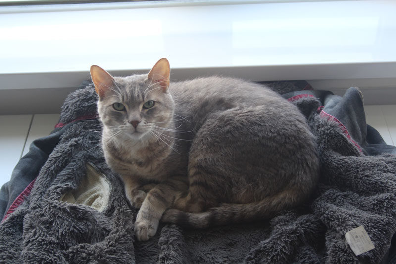 Visiting Avery the cat that started it all!