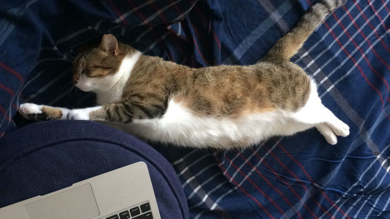 beau-sleeping-bed-steph-plaid-cute-cat