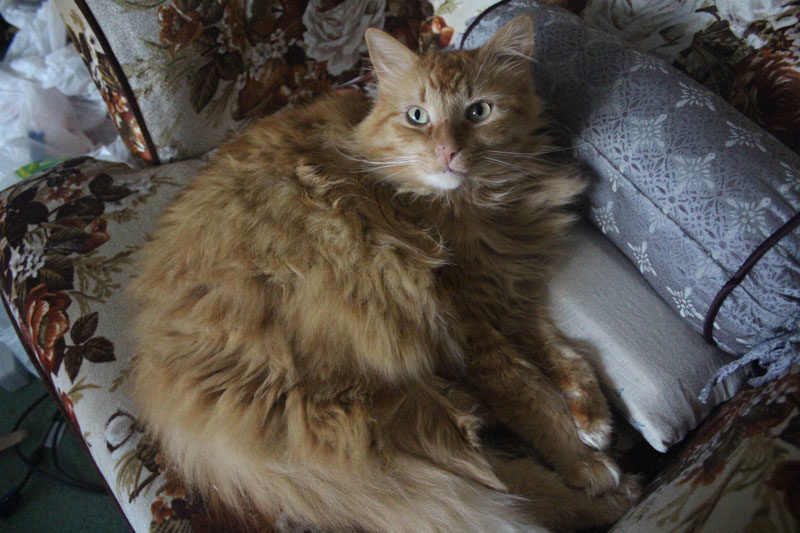 The Kitties I Met While on Tour
