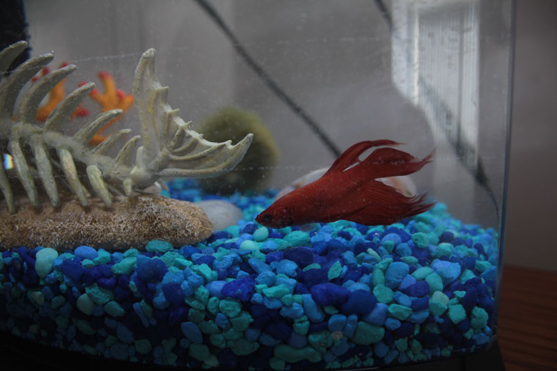 blub-swimming-fish-tank-betta-fish-red