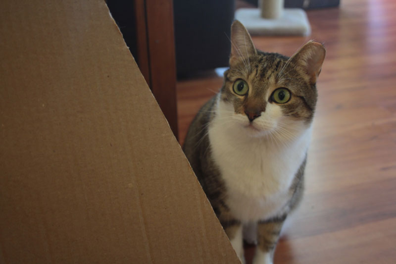 beau-hiding-behind-cat-cut-adorable