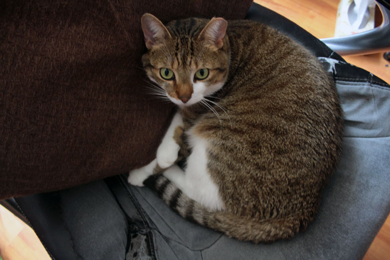 beau-sitting-chair-pillow-cat-adorable