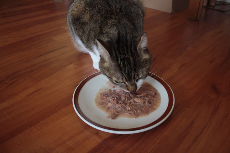 beau-eating-weruva-2