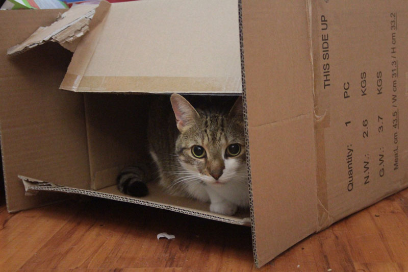 beau-sitting-in-box-adorable-cat
