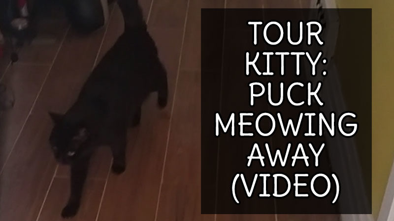 Tour Kitty: Puck Meowing Away (Video)