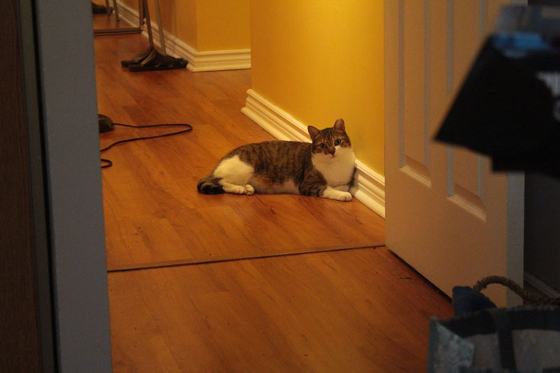 beau-lying-in-hallway