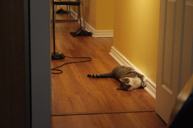beau-lying-on-ground