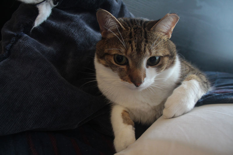 beau-sititng-in-pillows