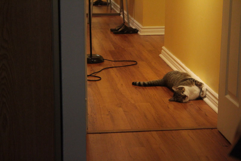 beau-sleeping-in-hallway
