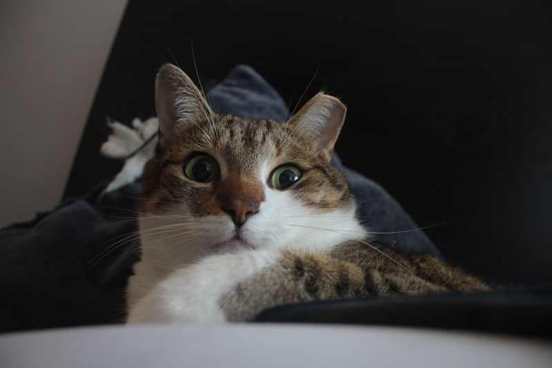 Beau has an adorable squish face!
