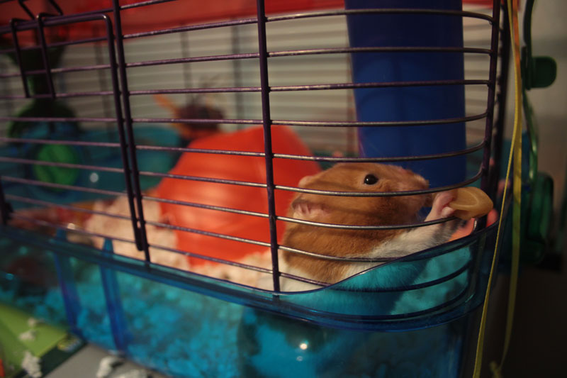 twitch-eating-whimzies
