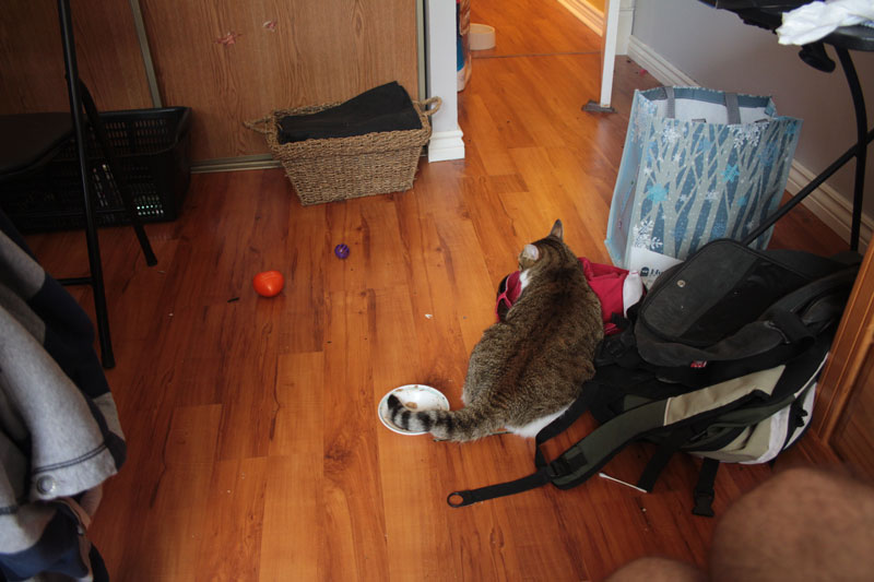 beau-sitting-on-floor-tail