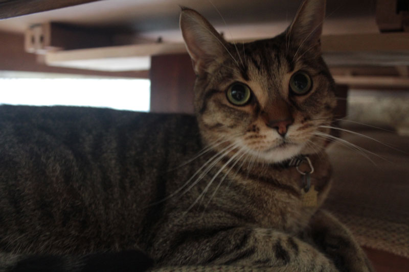 walker-under-table