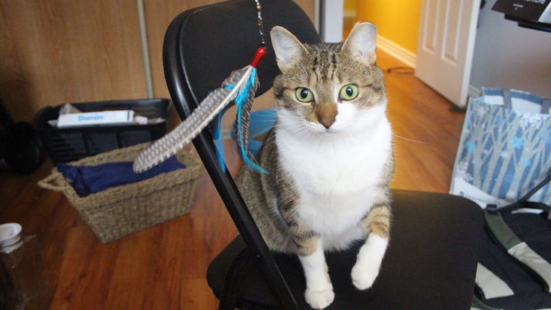 pets-overload-da-bird-review