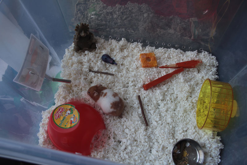 hamster-bin-step-9