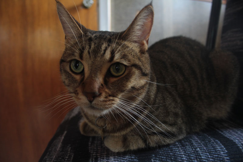 Hallo Walker, Looking like a Pawdel!