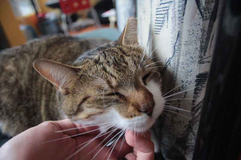 beau-getting-neck-rubs