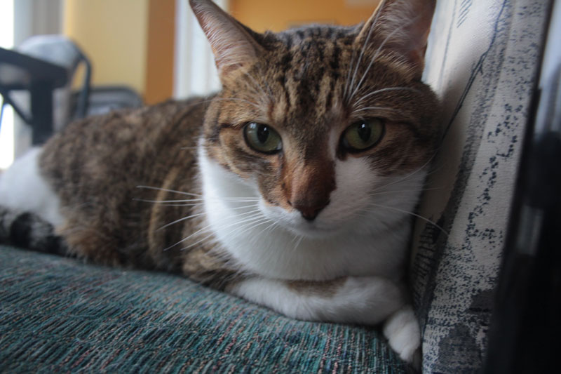 beau-sitting-on-chair