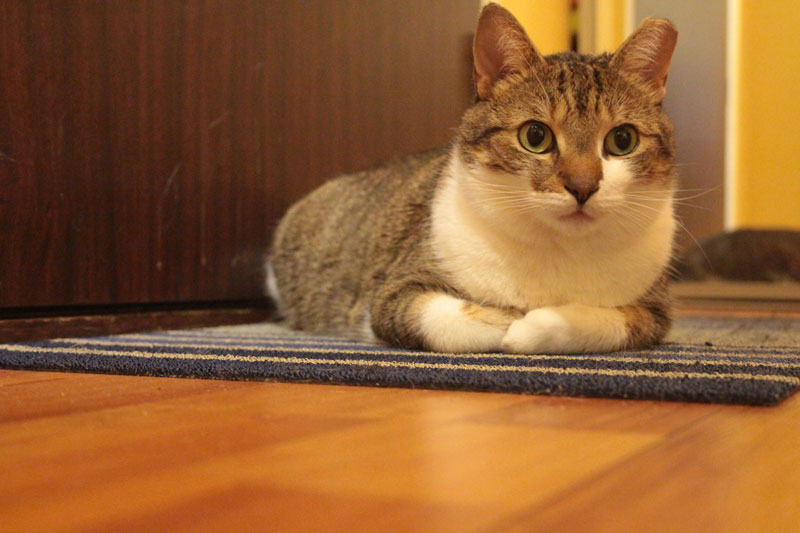 beau-sitting-on-mat-2