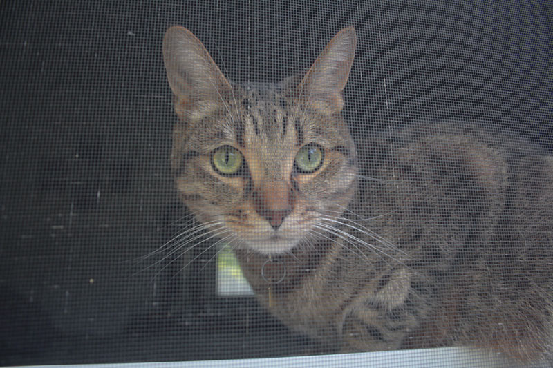 walker-close-up-window
