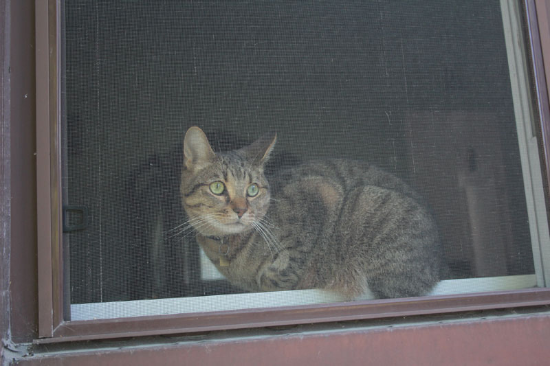 walker-sitting-in-window