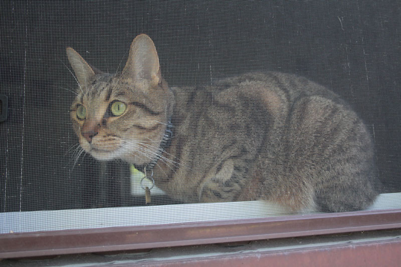 walker-sitting-in-window-2
