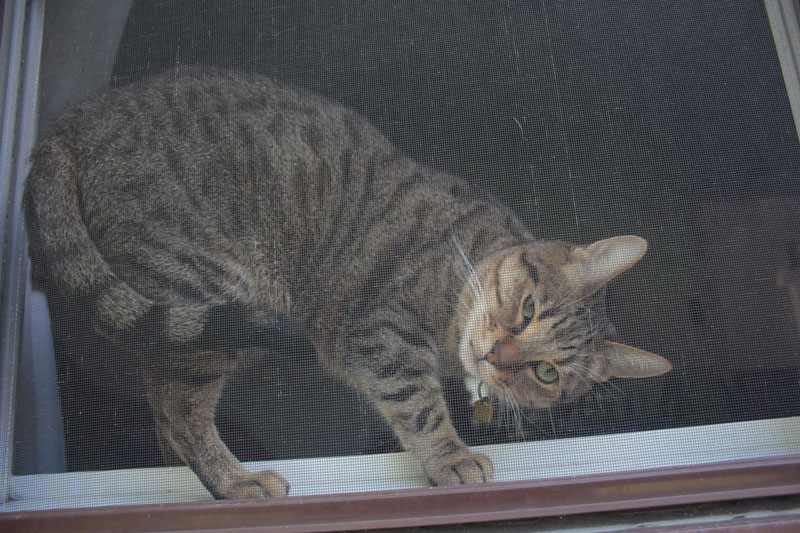 walker-wanting-pets-through-window
