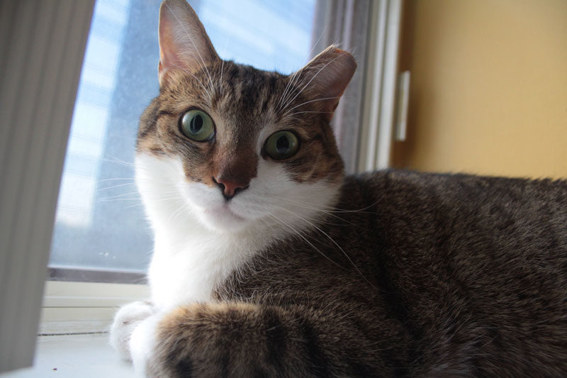 SUPAWCUTE Round Up! (May 2018)