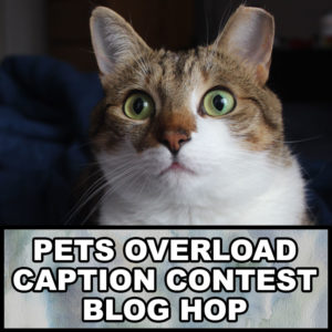 pets-overload-caption-contest