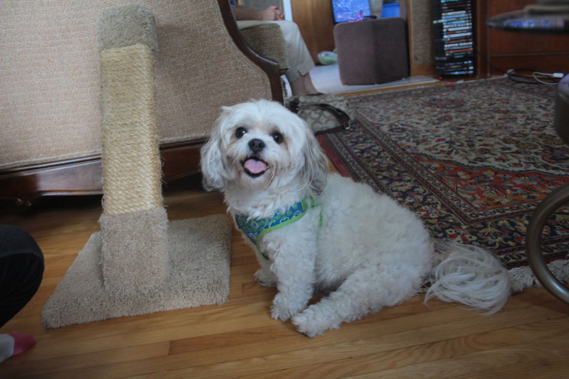 rosie-sitting-heat-wave