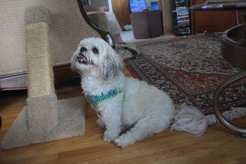rosie-sitting-mouth-open