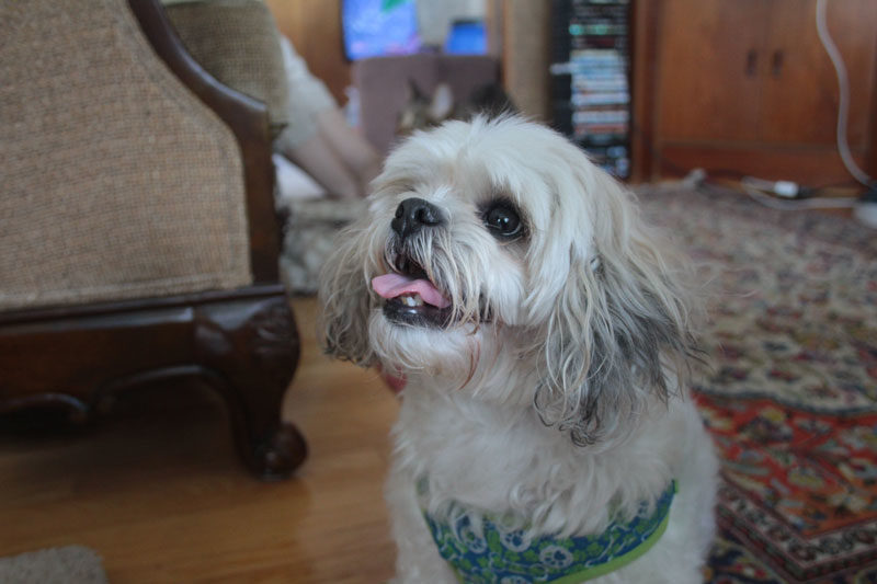 rosie-smiling-heat-wave