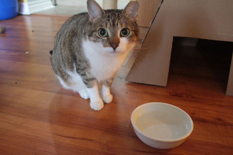 changing-water-bowls-beau
