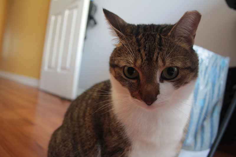 beau-closeup-headshot