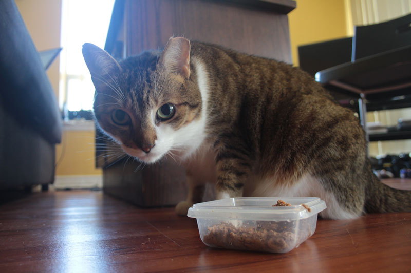 beau-eating-wet-food