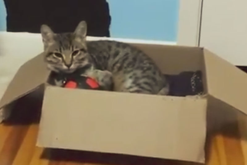 walker-sleeping-in-box