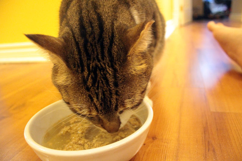 beau-eating-primal
