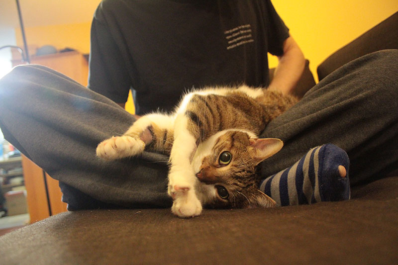 beau-stretching-on-dads-lap