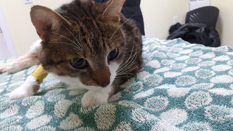 beau-at-the-vet
