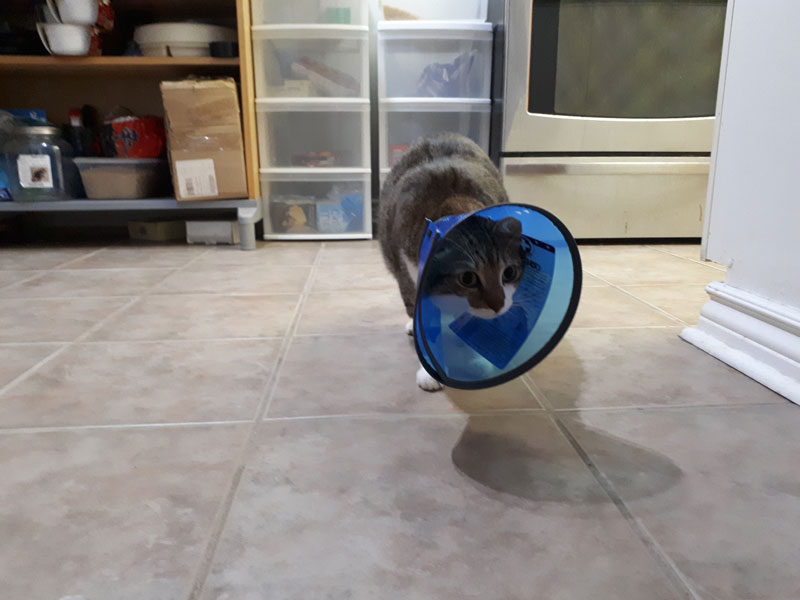 beau-walking-in-cone