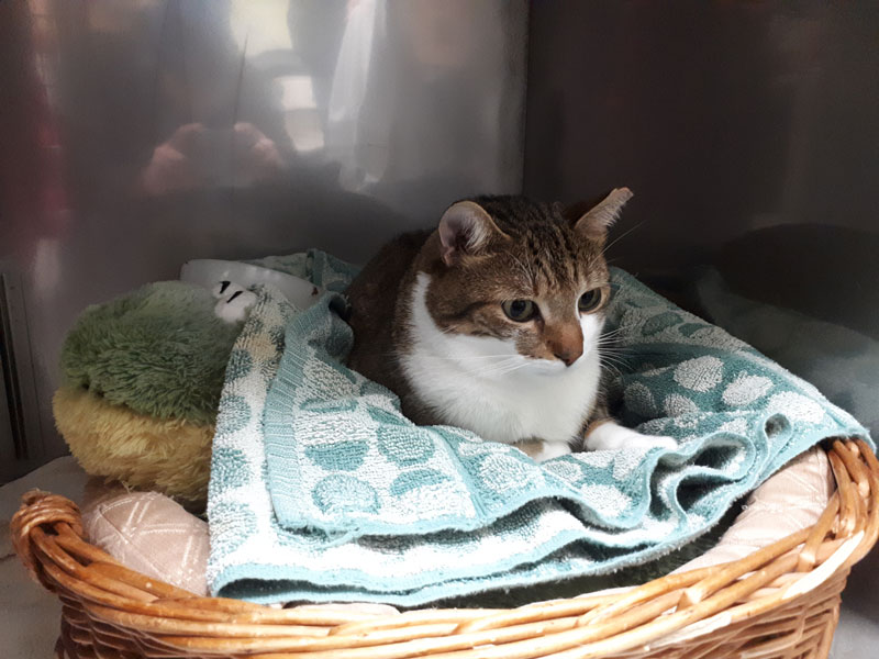 beau-sitting-in-basket