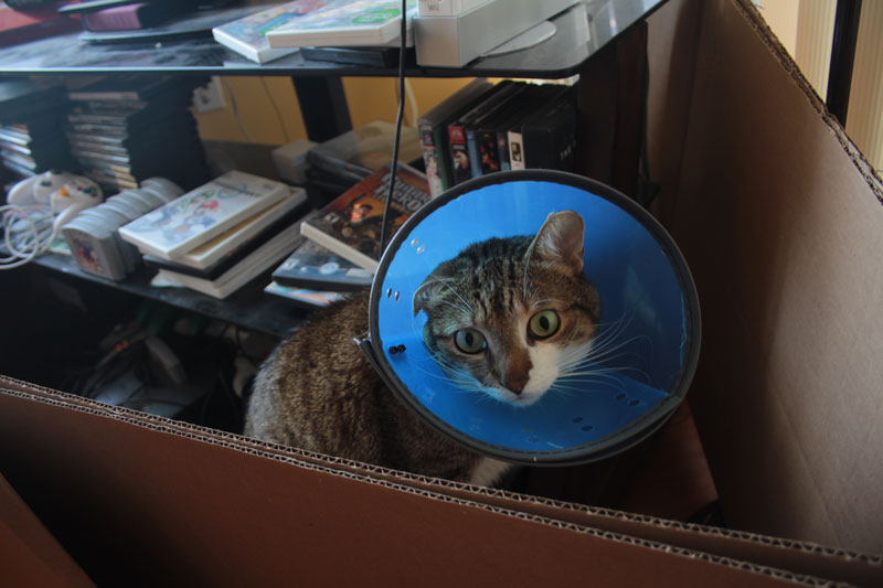 beau-sitting-with-cone
