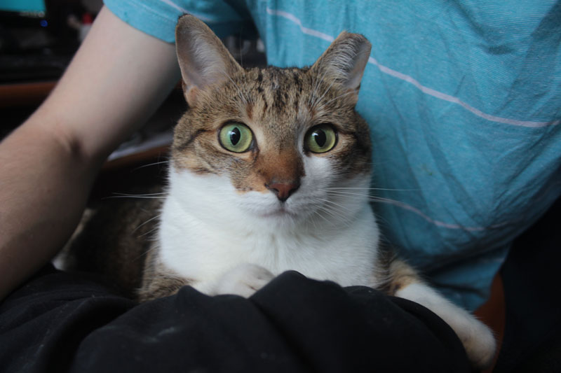 beau-sitting-on-lap-adorable-cute