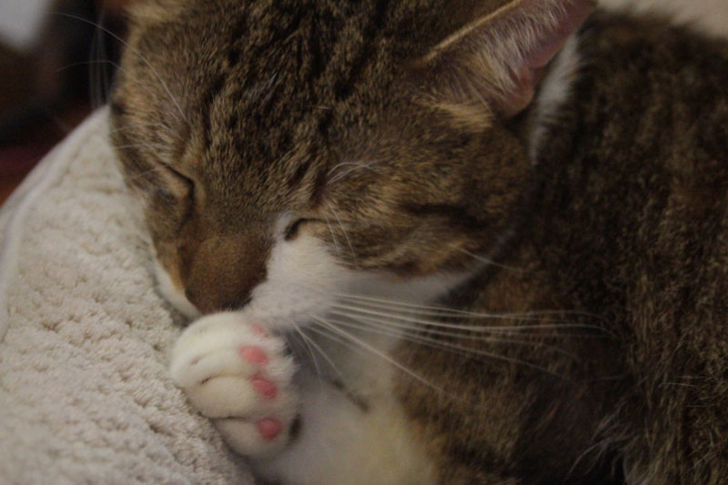 bed-beau-licking-paw
