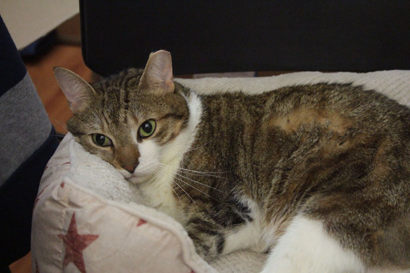 bed-beau-lying-in-bed