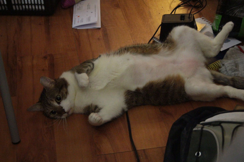 beau-rolling-around