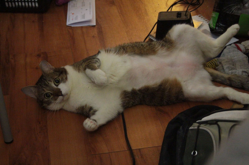 beau-rolling-around-2
